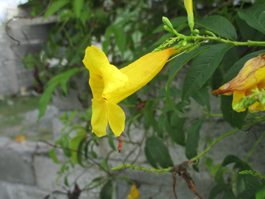 Текома прямостоячая желтая