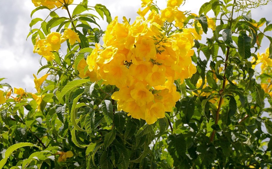 Tecoma fulva (Cav.) D. don SSP. Garrocha