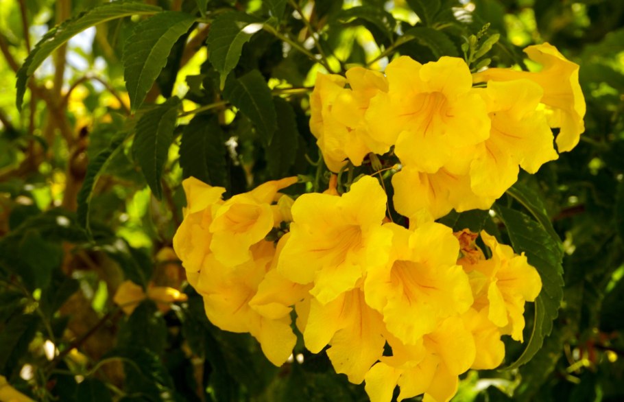 Куст с желтыми колокольчиками название