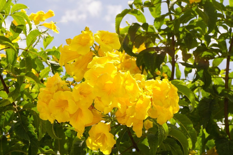 Текома домашнее растение