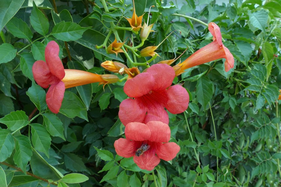 Campsis radicans (кампсис)