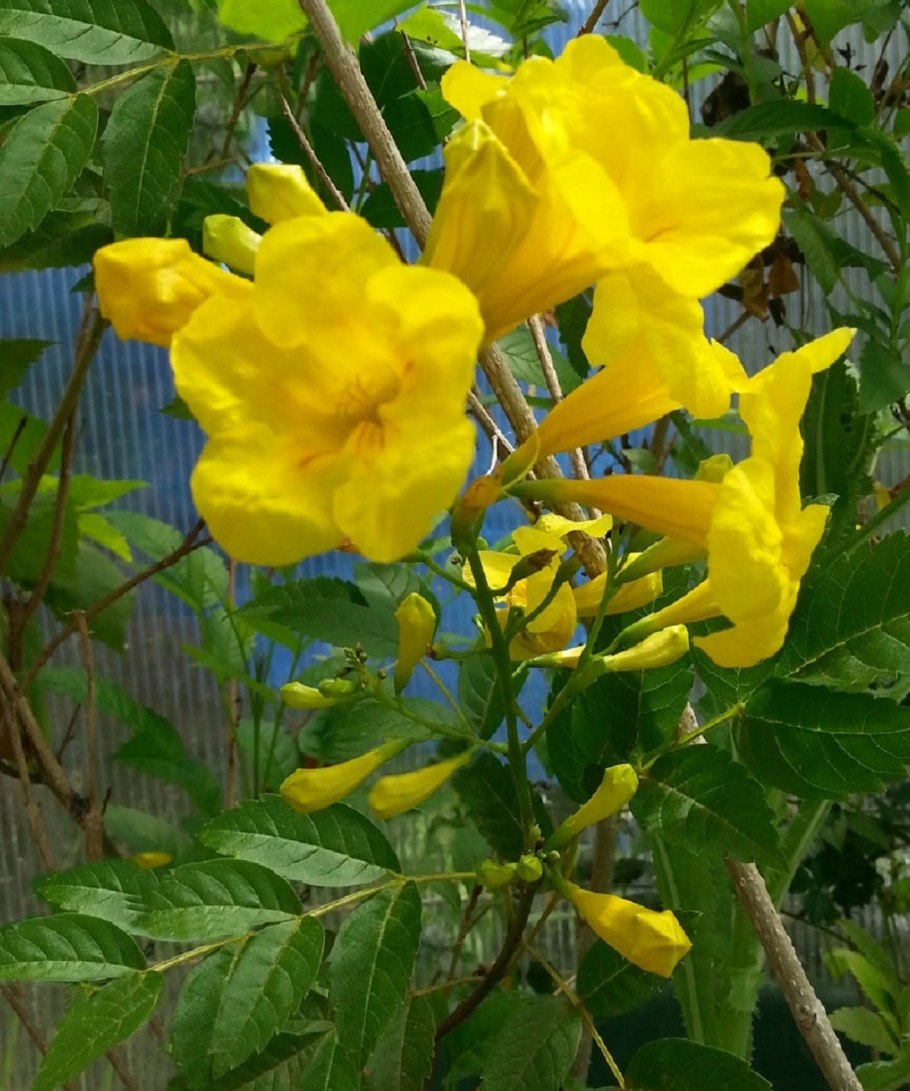 Текома прямостоячая