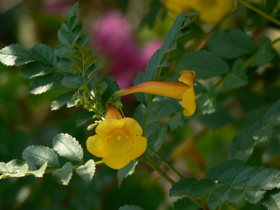 Кампсис укореняющийся (текома)