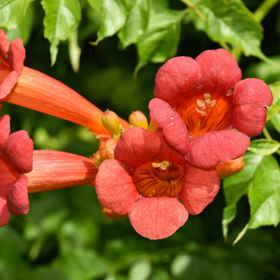 Текома кампсис желтая