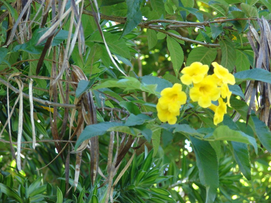 Кампсис Флава