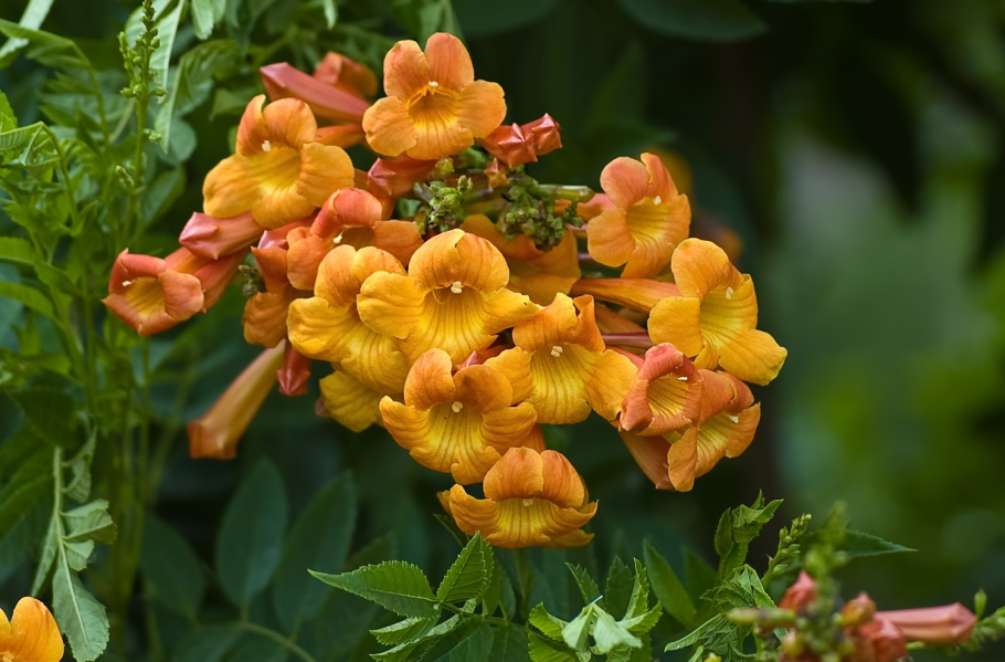 Кампсис укореняющийся (текома)