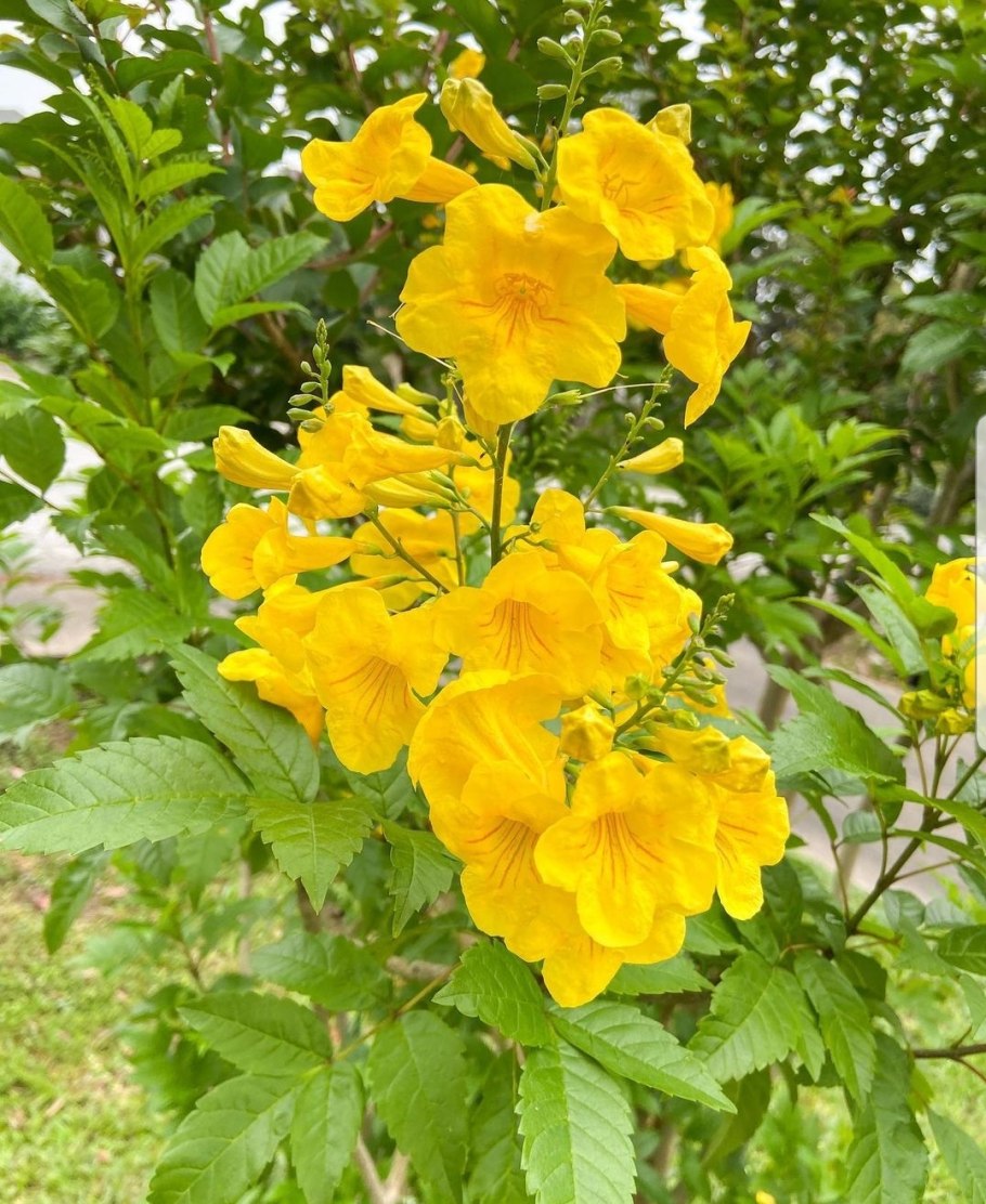 Цветок текома прямостоячая