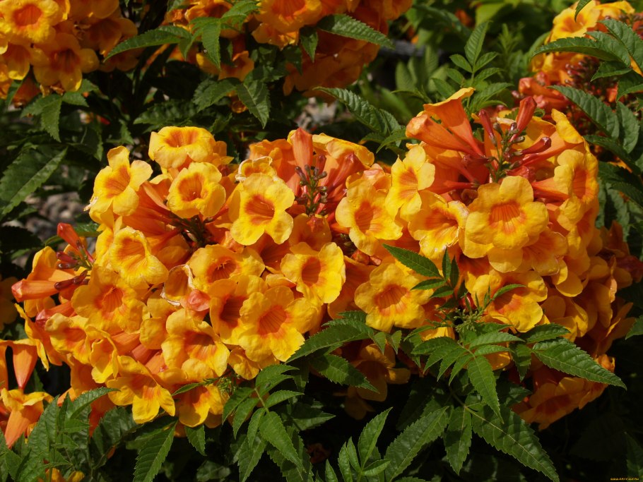 Кампсис радиканс