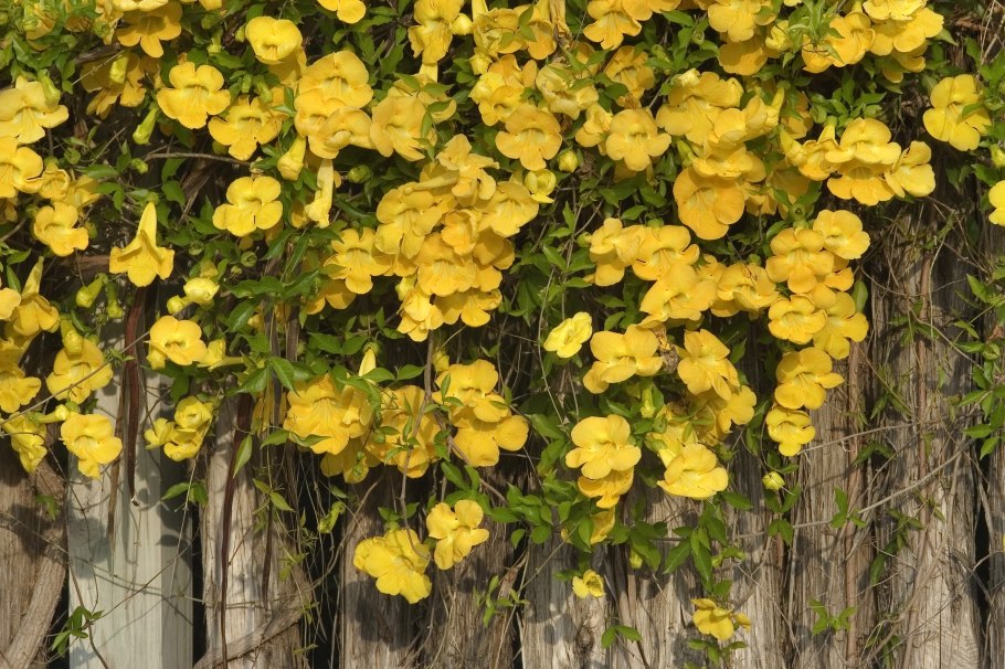 Кампсис Лиана семена