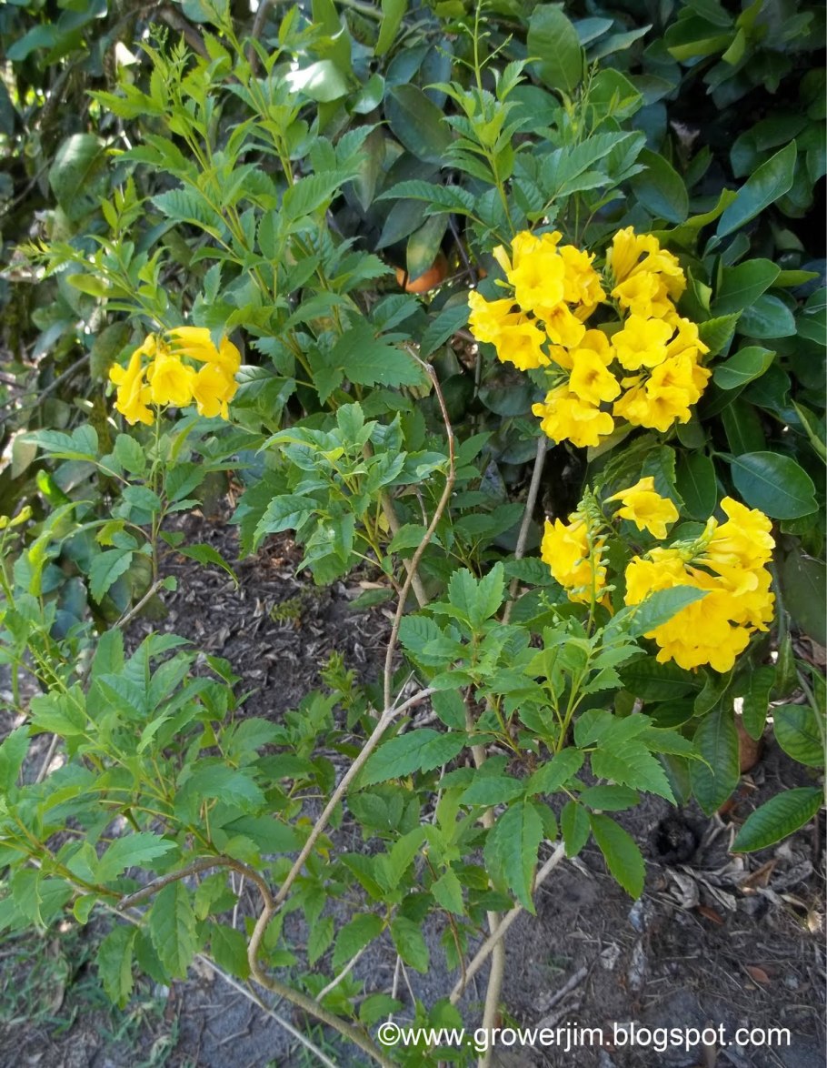 Текома прямостоячая