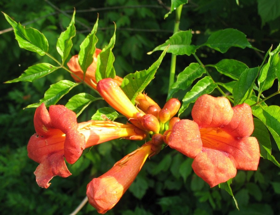 Jamaican Bell Flower