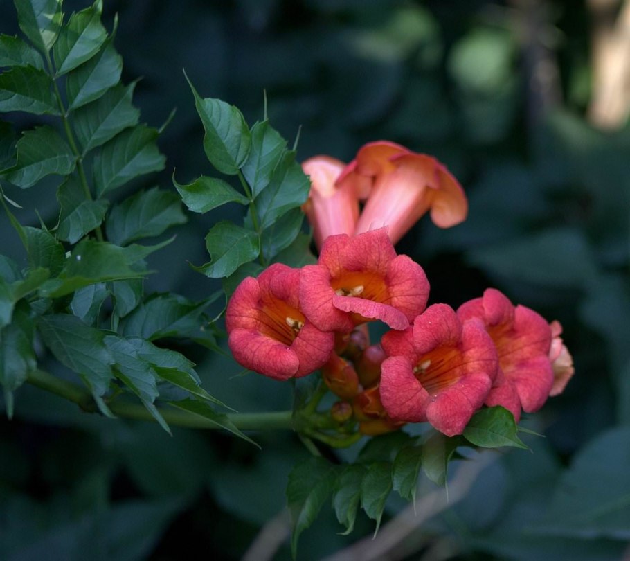 Текома кампсис лиственное