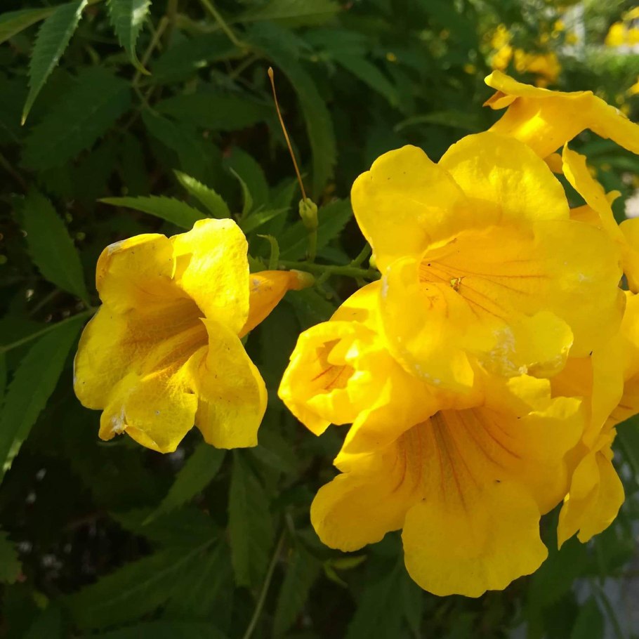 Текома кампсис