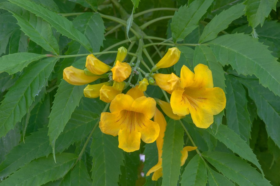 Текома каштанолистная – Израиль