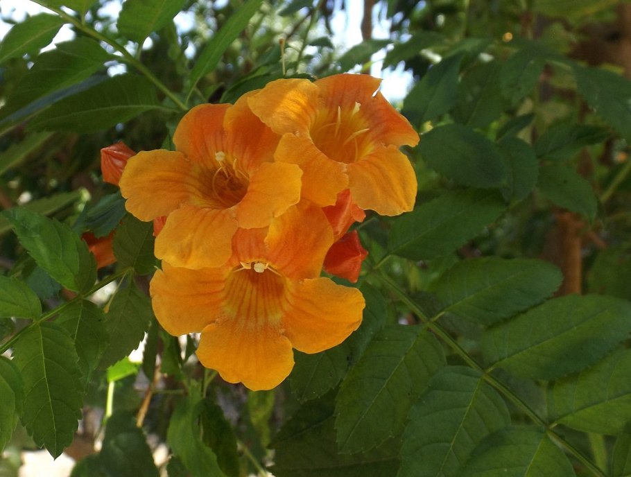 Текома прямостоячая Плантариум