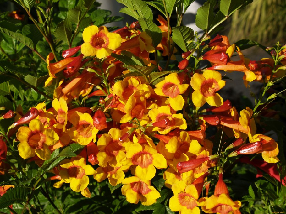 Tecoma Stans (текома)