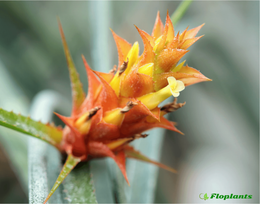 Бромелиевые Эпифиты