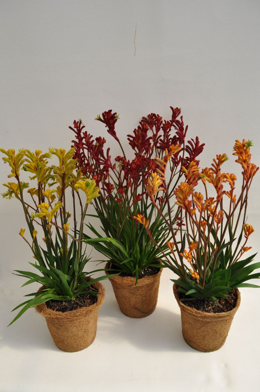 Строка поиска