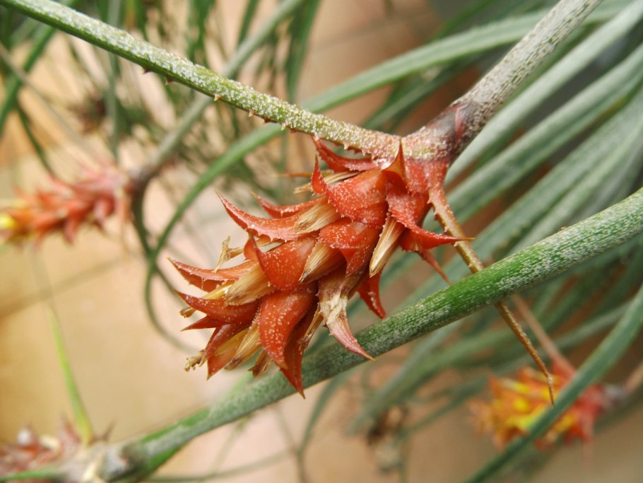 Акантостахис комнатная