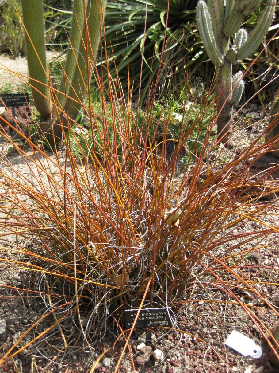 Семена бромелиевых растений как посадить