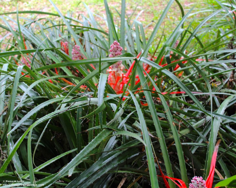 Бромелия Пингвин