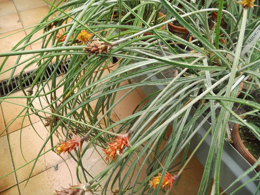 Акантостахис шишковидный