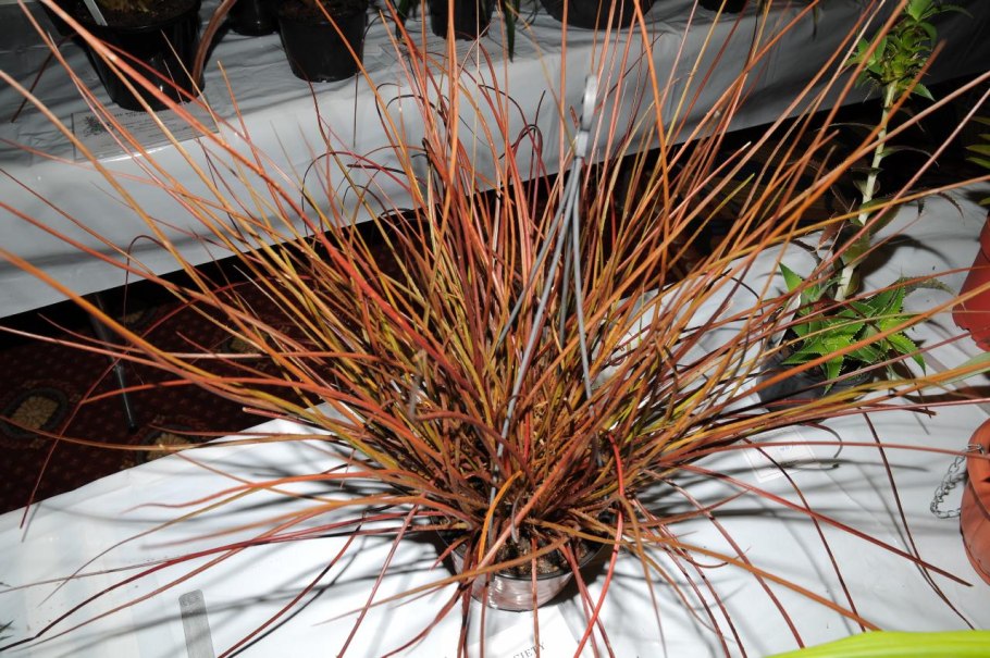 Акантостахис шишковидный эпифит