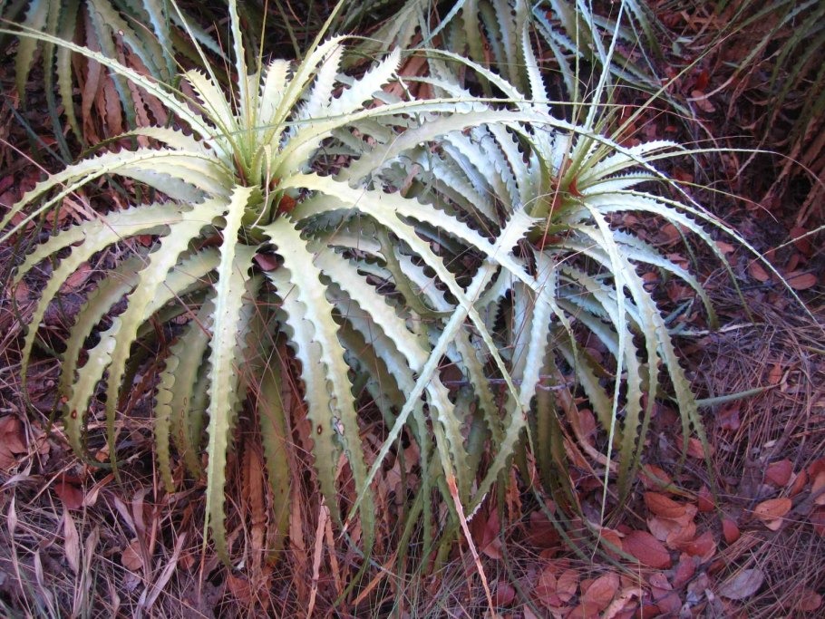 Aechmea distichantha