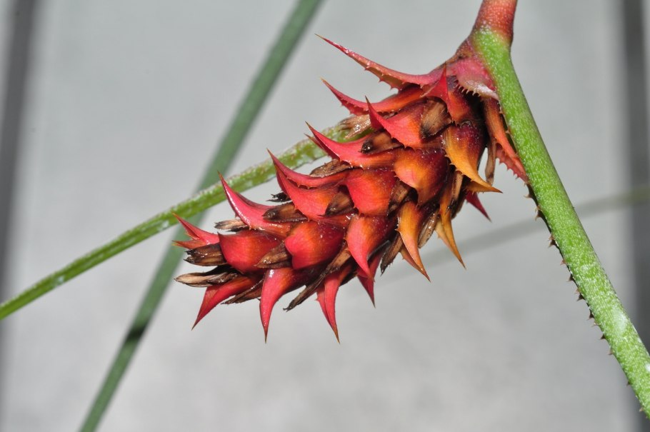 Акантостахис шишковидный