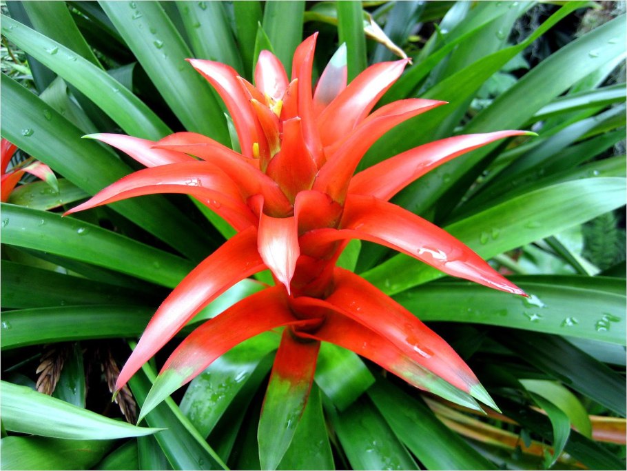 Эпифиты Bromeliad