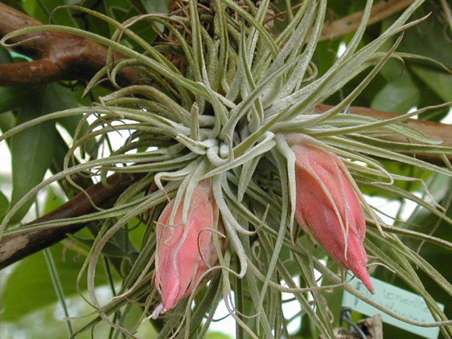 Горшечное растение бромелия