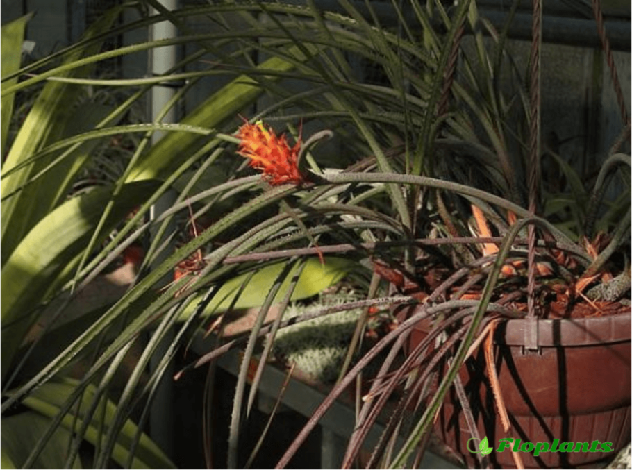 Циперогея вуду Вариегата