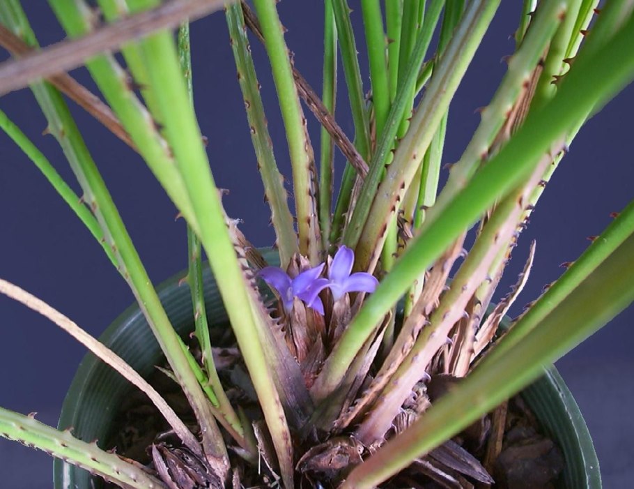 Acanthostachys strobilacea