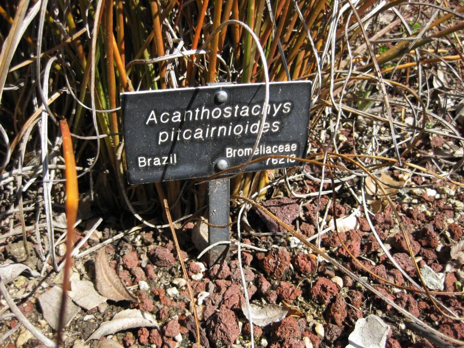 Цветок Кобра спатифиллум