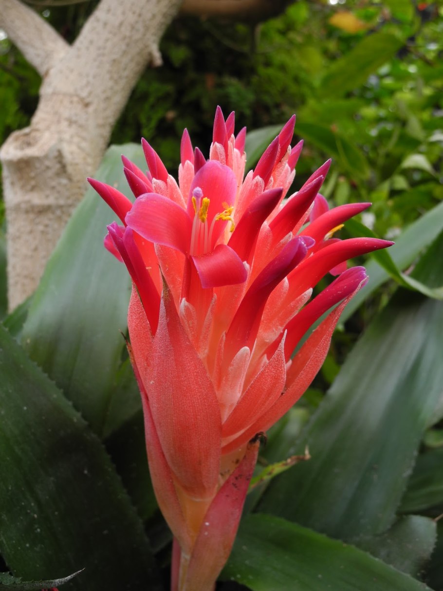 Выпуски цветов