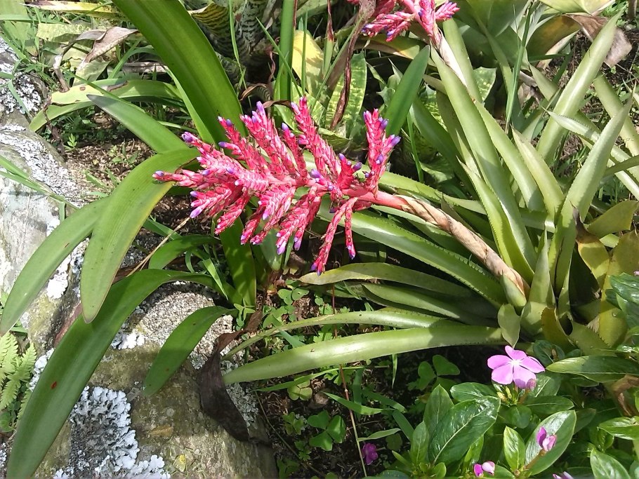 Тилландсия Дуера (Tillandsia dyeriana)