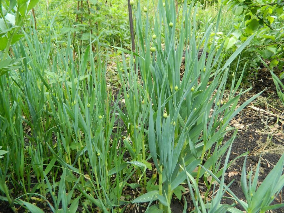 Лук круглый (Allium rotundum)