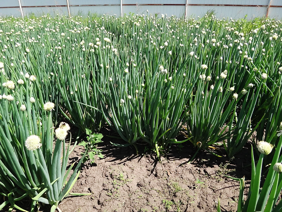 Человек с луком