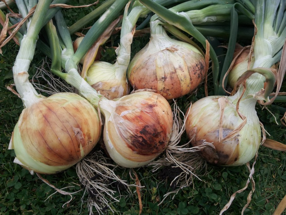 Птицемлечник и хионодокса