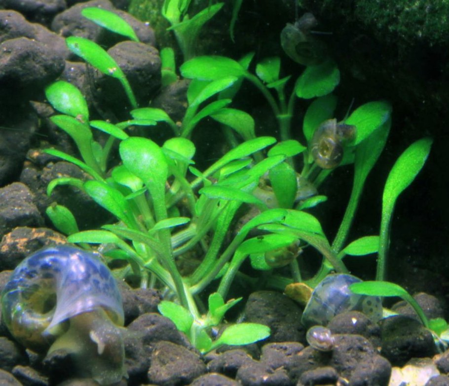 Хемиантус Куба аквариумное растение