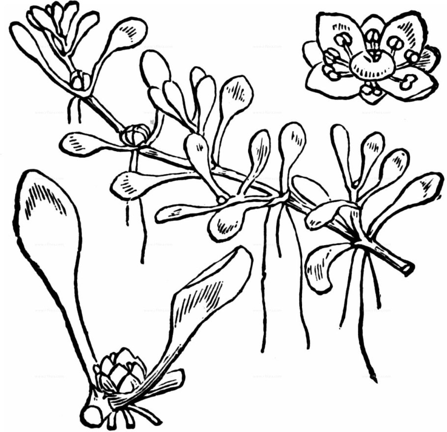 Холодильник Toshiba gr-rt565rs(LS)