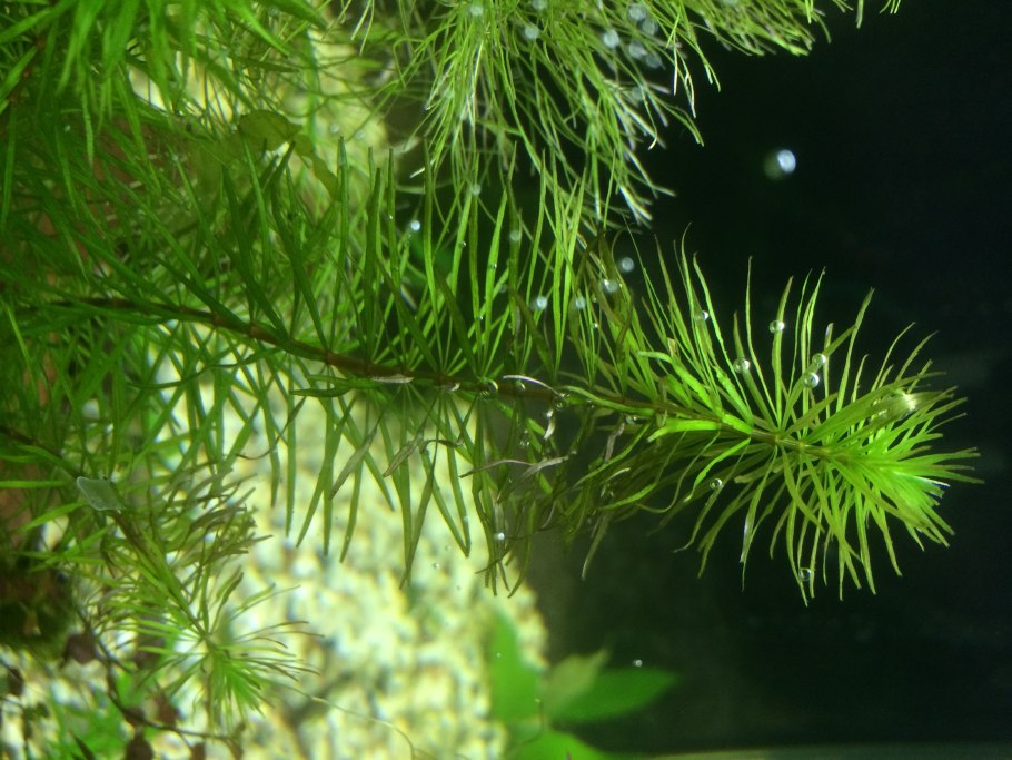 Поисковая строка без фона