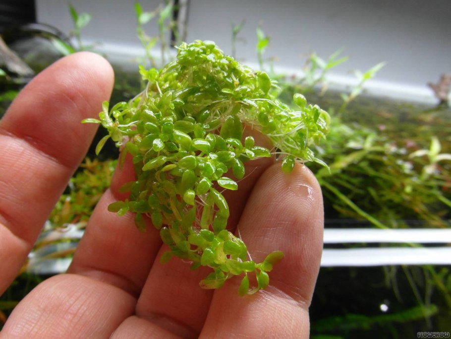 Глоссостигма растение