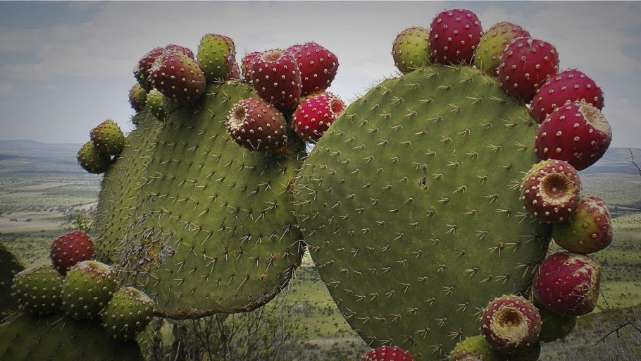 Карнегия гигантея