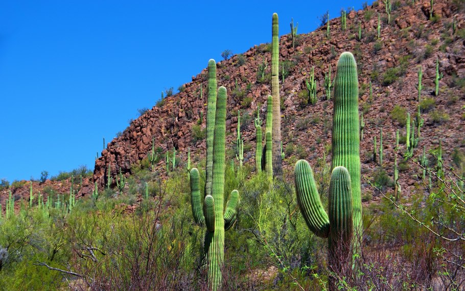 Съедобный Кактус опунция