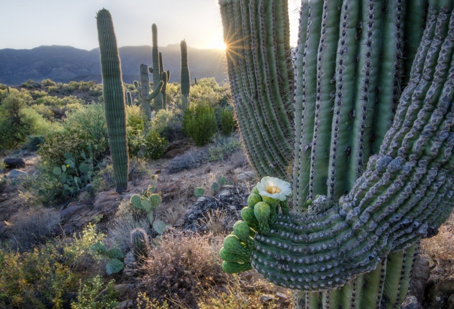 Кактус Нопаль в Мексике