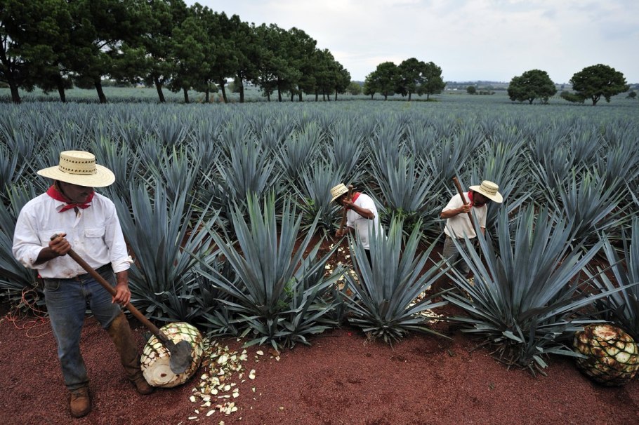 Мексиканский Кактус опунция