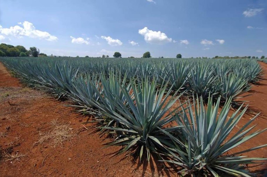 Кактусы-деревья Мексика