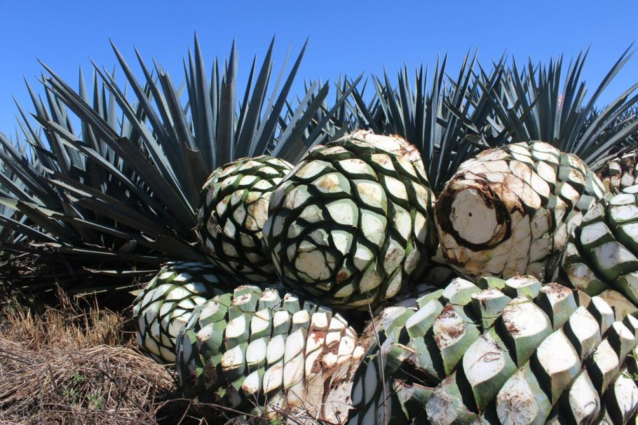 Мексика Кактус Агава