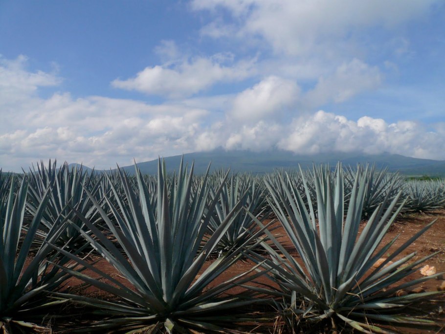 Голубая Агава для текилы